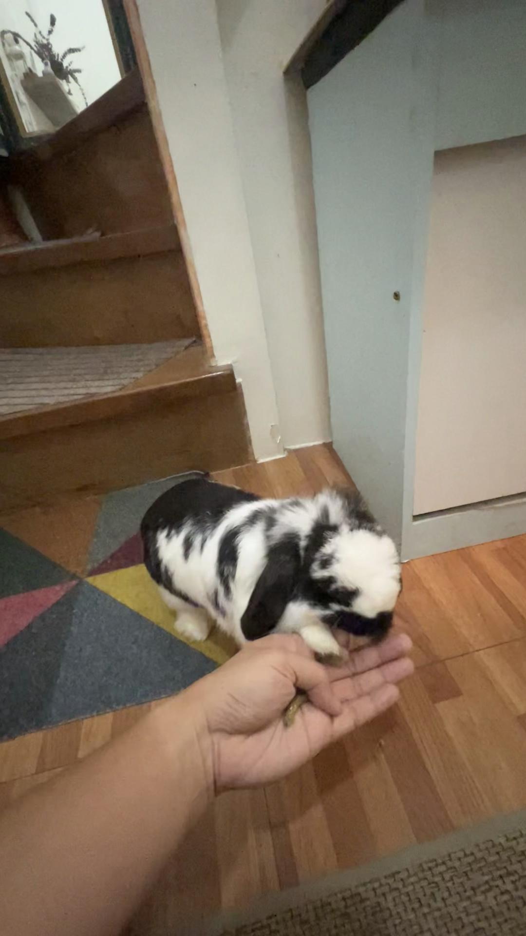 @Boss Happy & Sir Pluto🐰