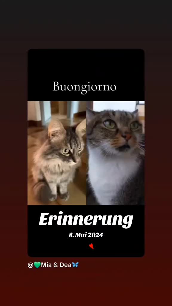 @Scotty🐱🐾🐱🐾 🐱🐾🐱🐾🐱🐾