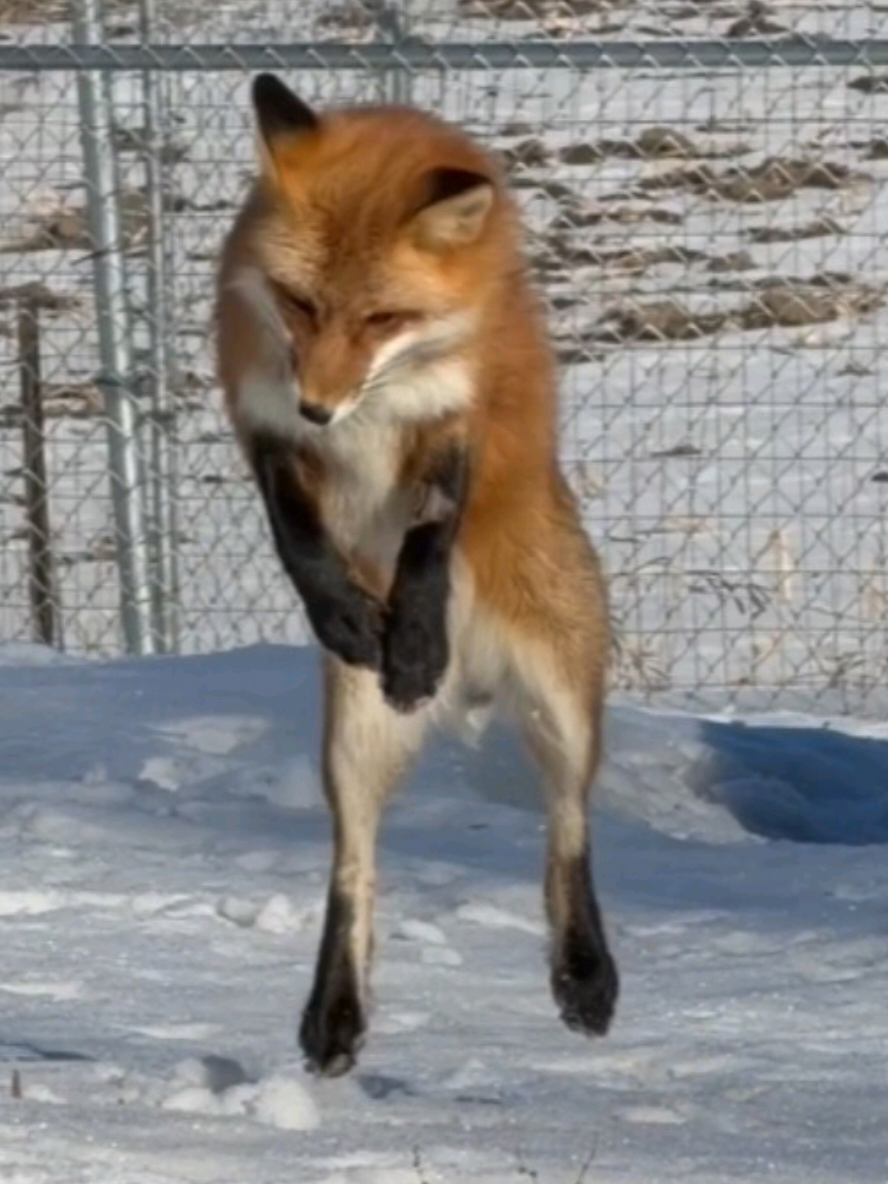 @saveafox
