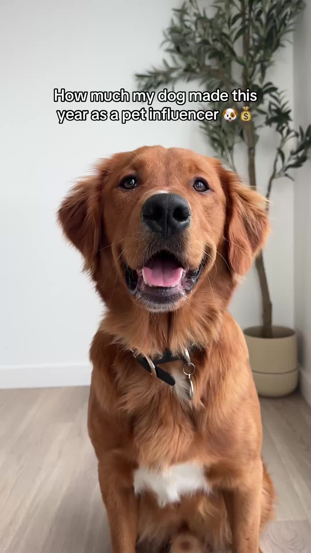 @Spencergoldenboy