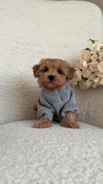 @Maltipoo Puppy Place