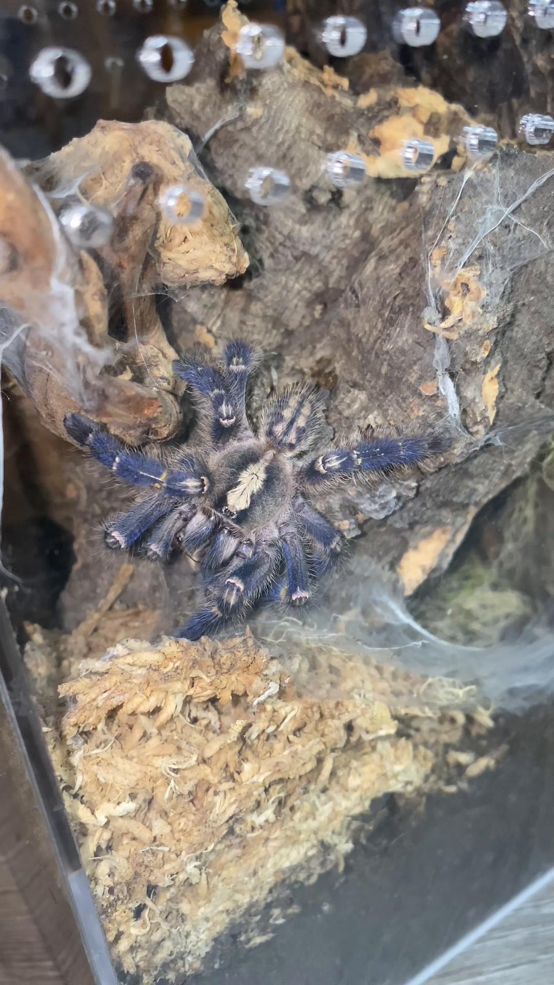 @vidaexotic_tarantulas