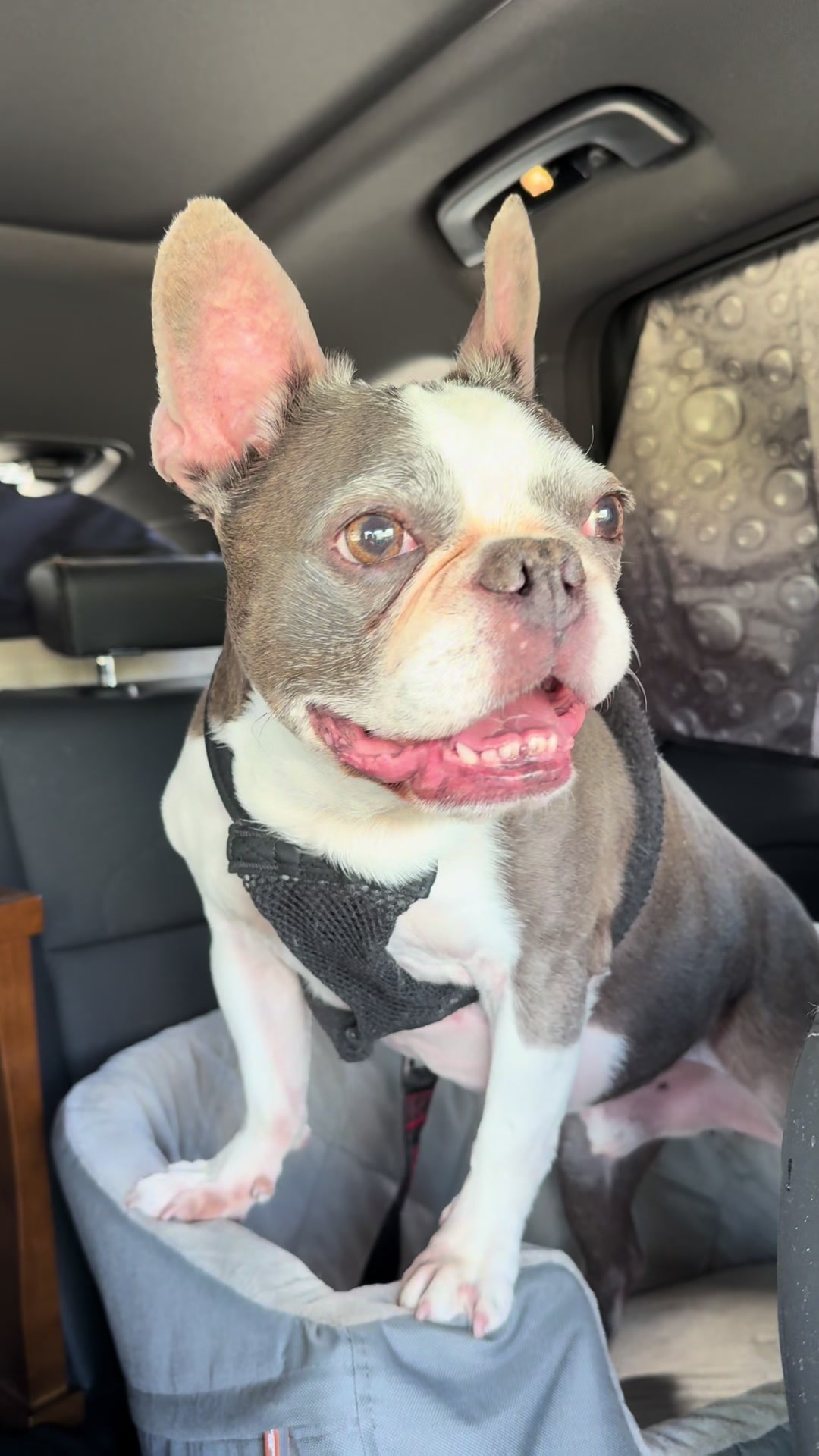 @Hugo_the_Frenchton