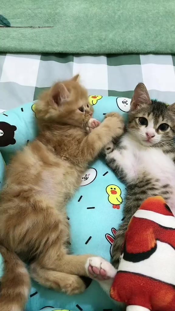 @drh. Ricky Halim dan Sashi