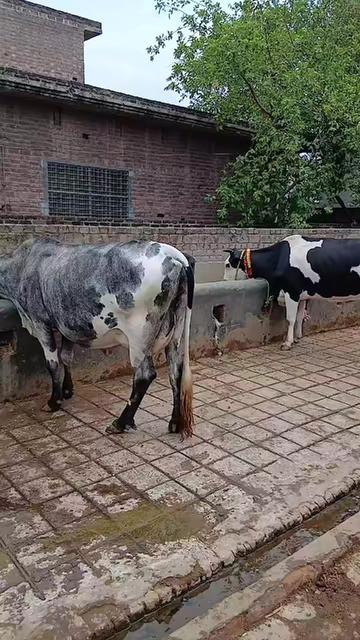 @Farming and Business Ideas