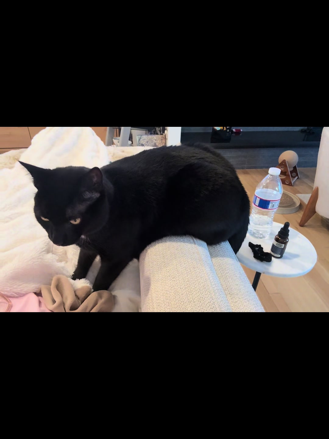 @Oscar Jeremy the cat!