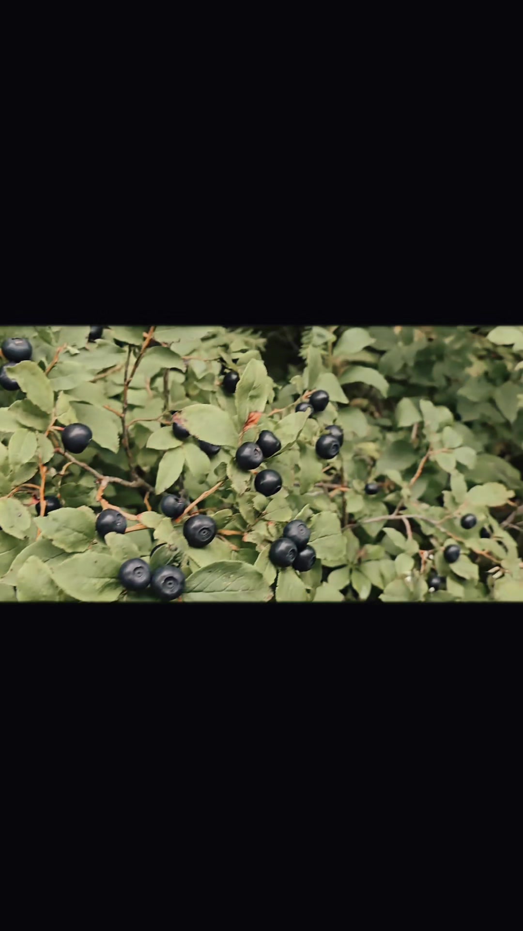 @pvforagers