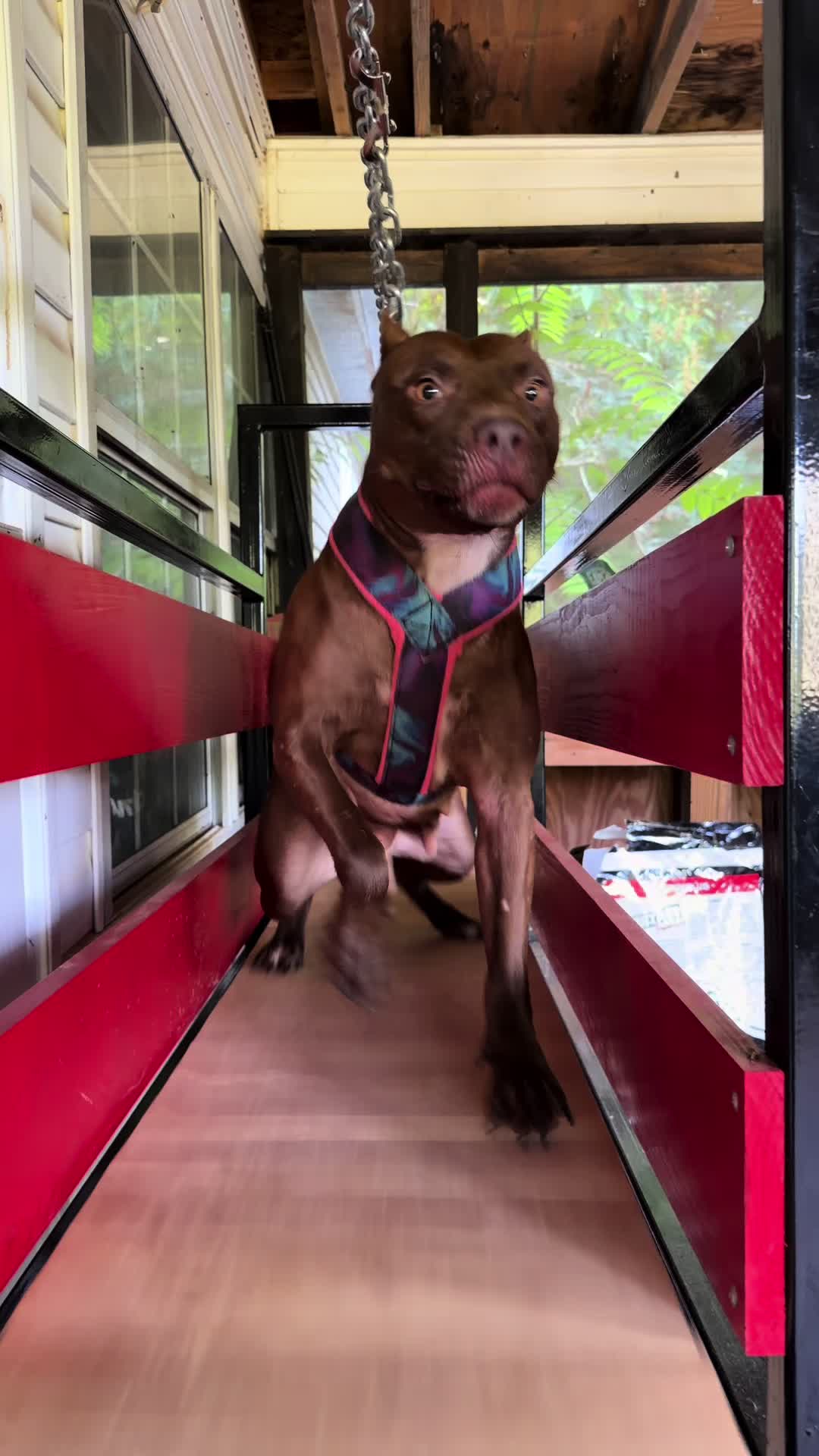@WorldGoneMadKennels