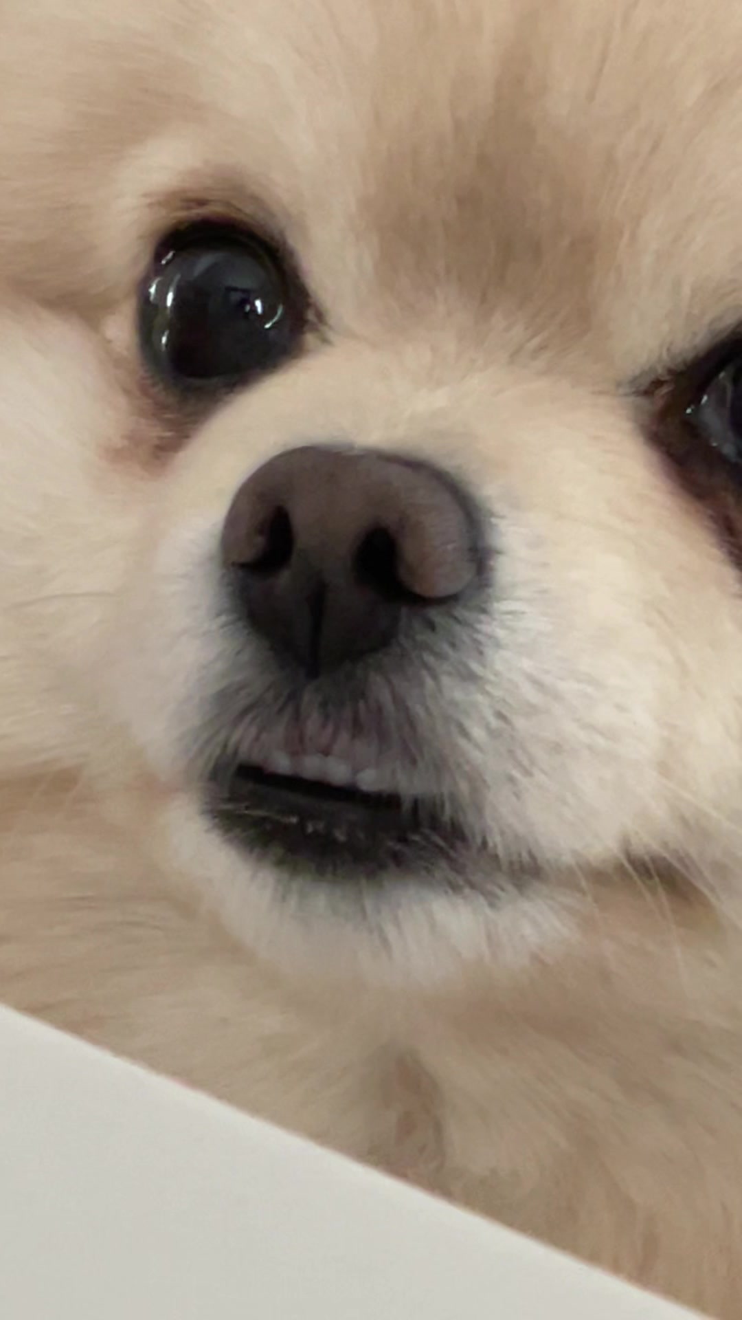 @beingmilothepom
