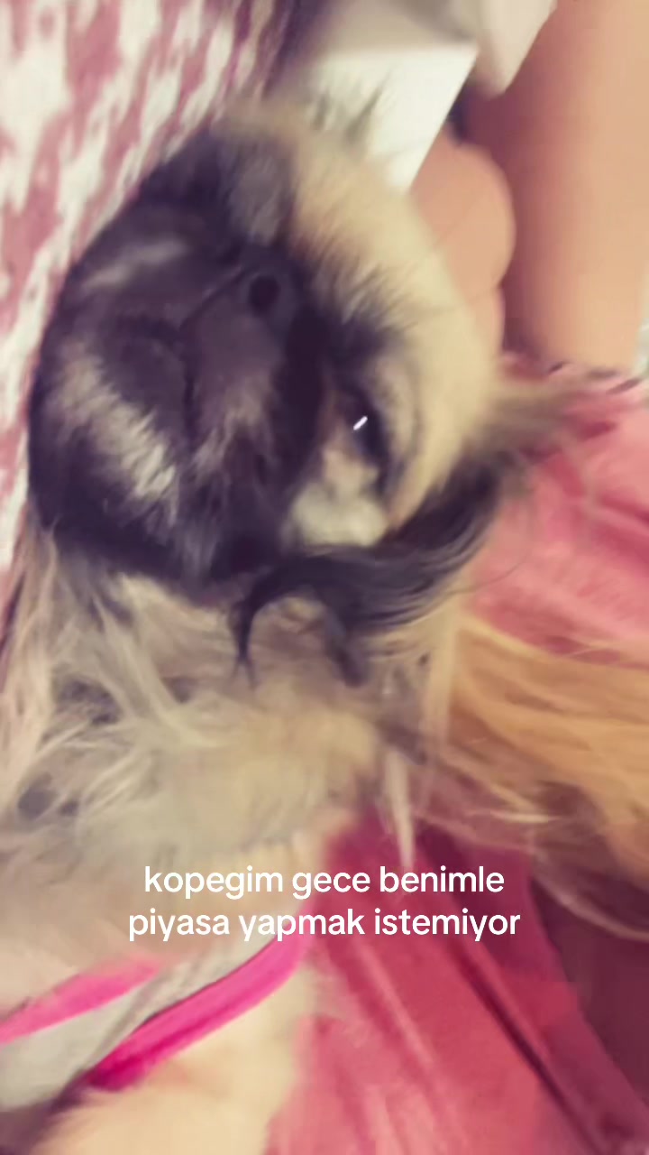 @ceren