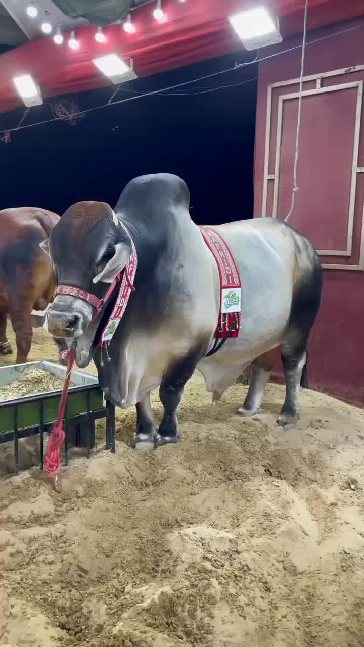 @Karachi Bull lovers