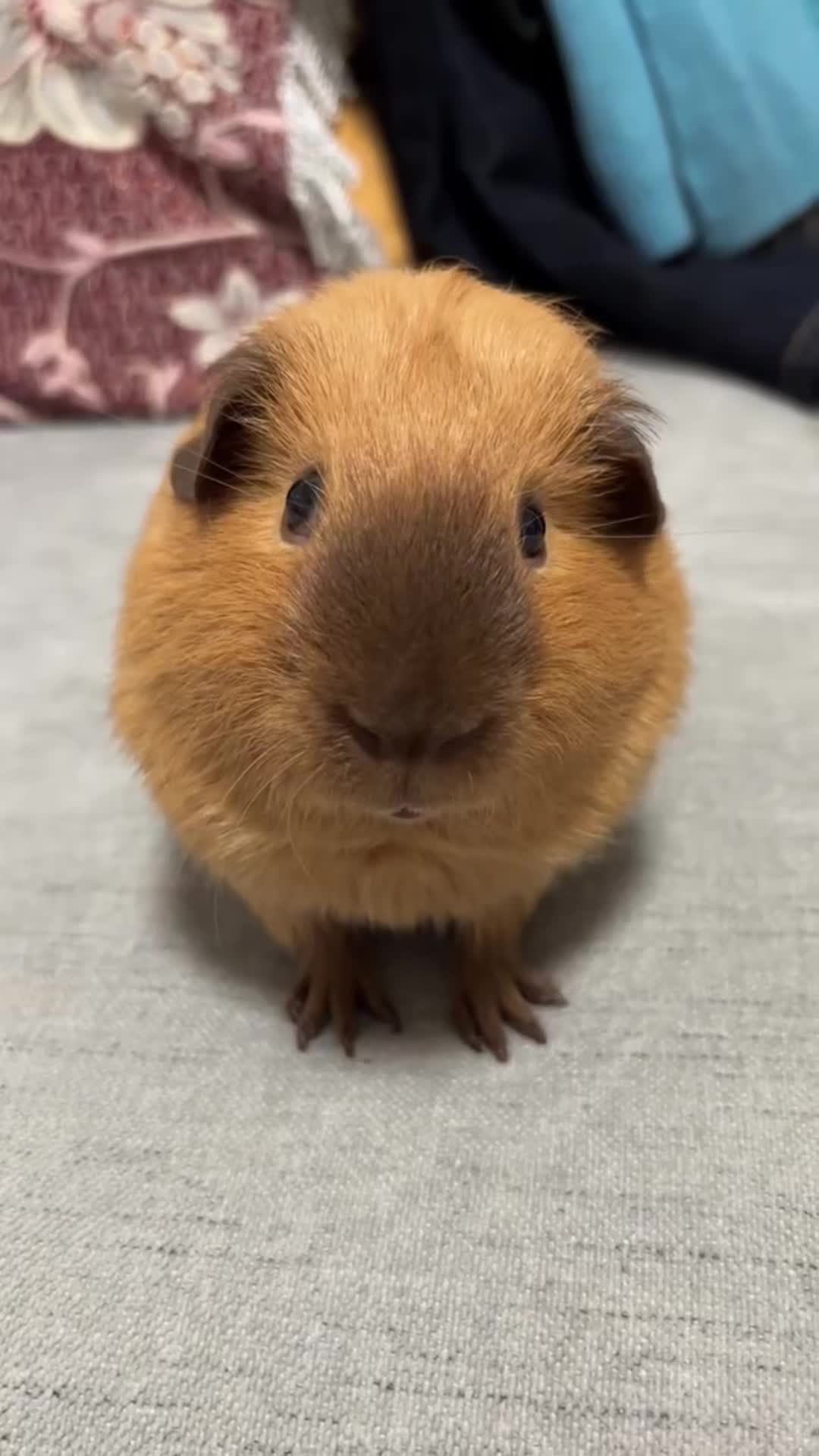 @CuteAnimal