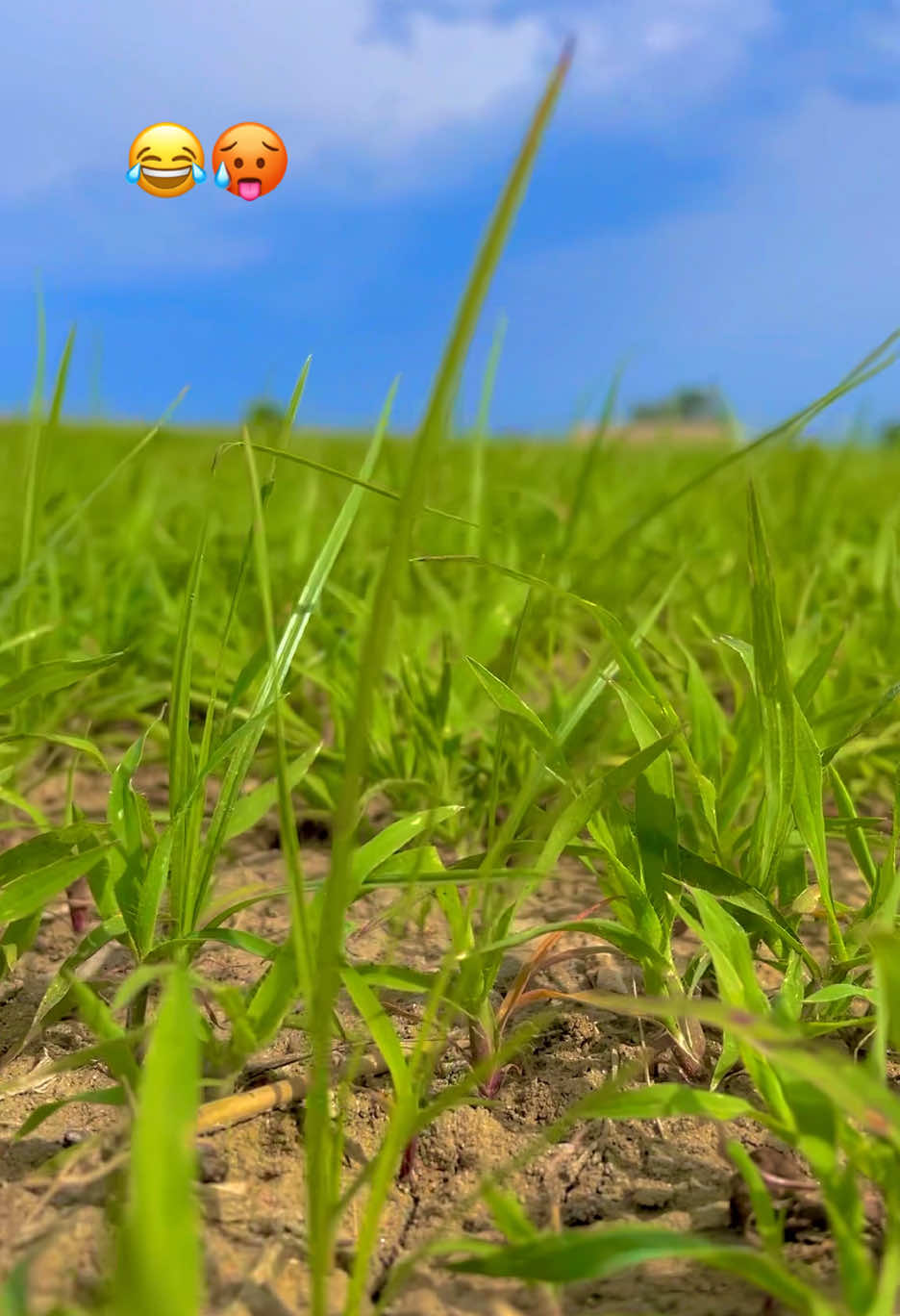 @🌱اویس میئو😎