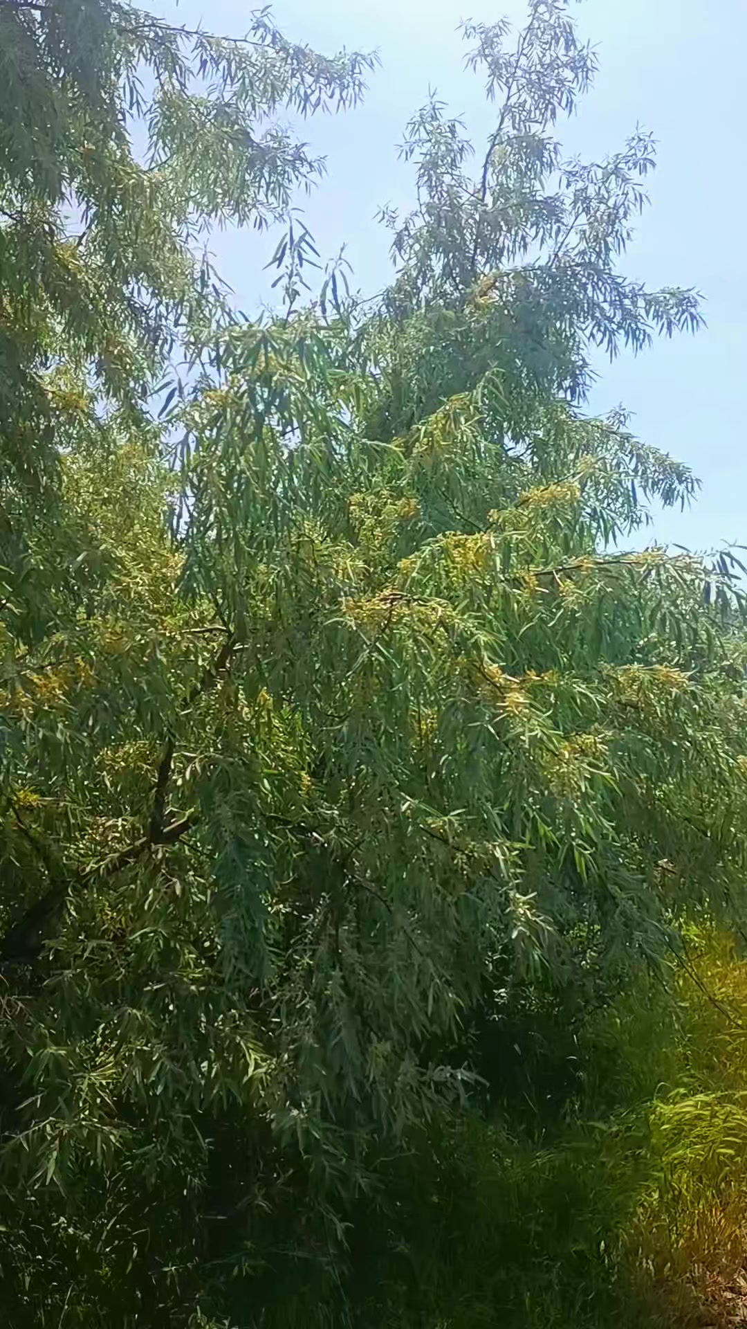 @꧁🦅 ᏙႮᏞͲႮᎡႮᏞ🦅꧂