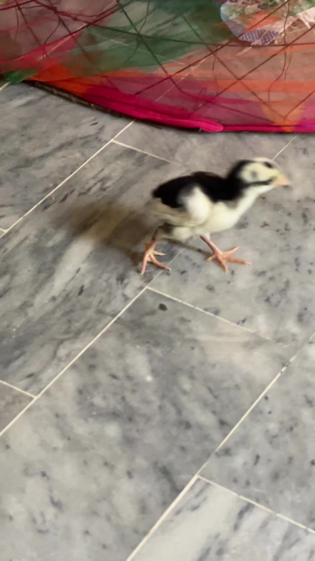 @🦅Home Bread Aseel 🦅