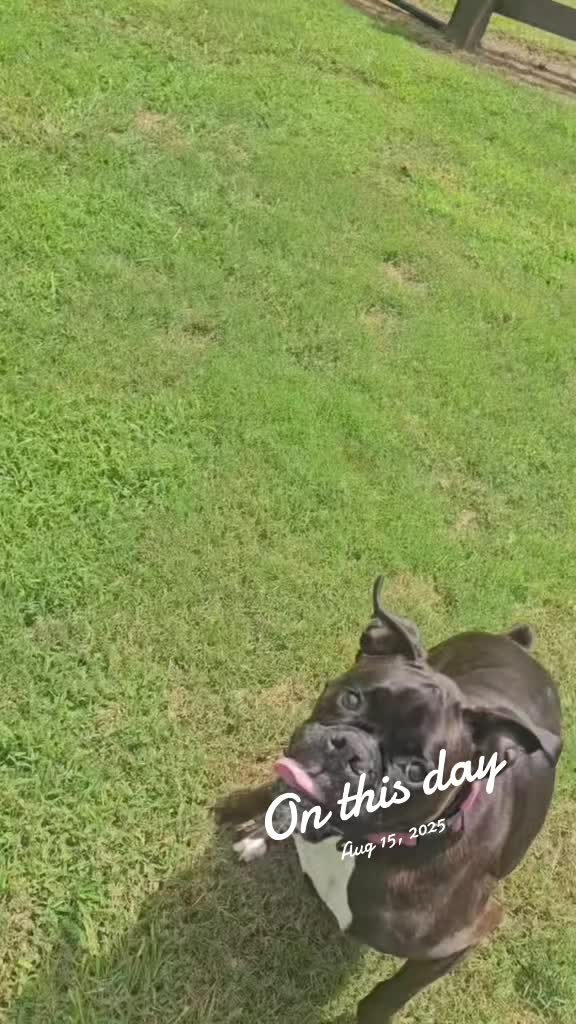 @Southern Shade Boerboels