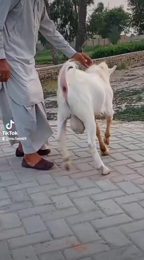 @MS Farm