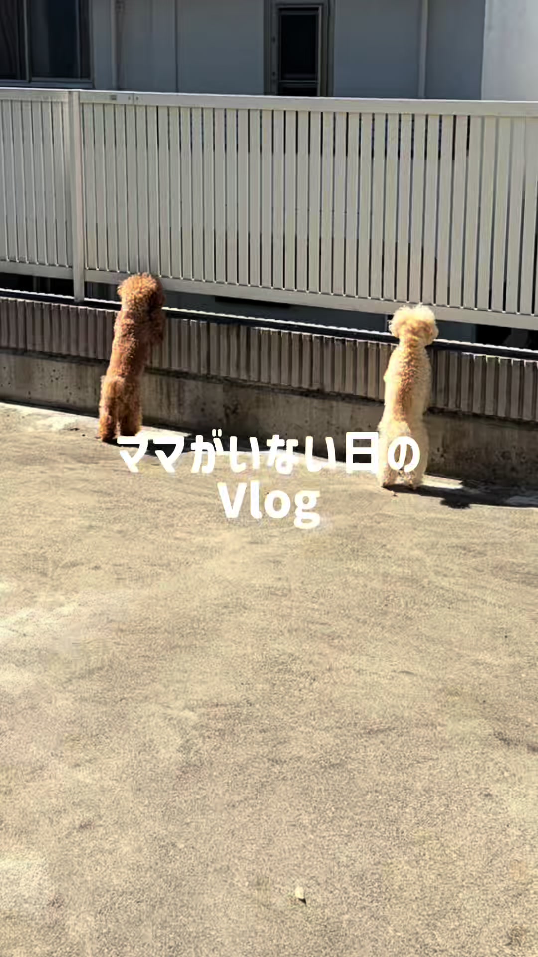 @るるもも