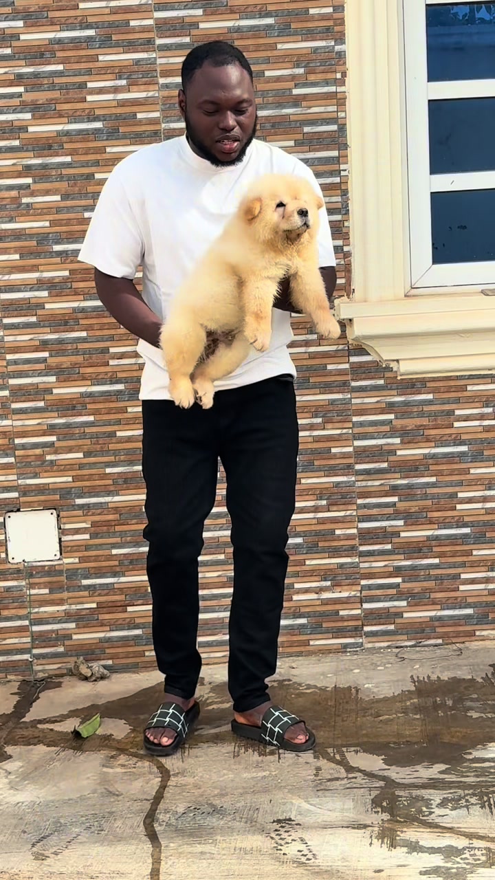 @Dognaire