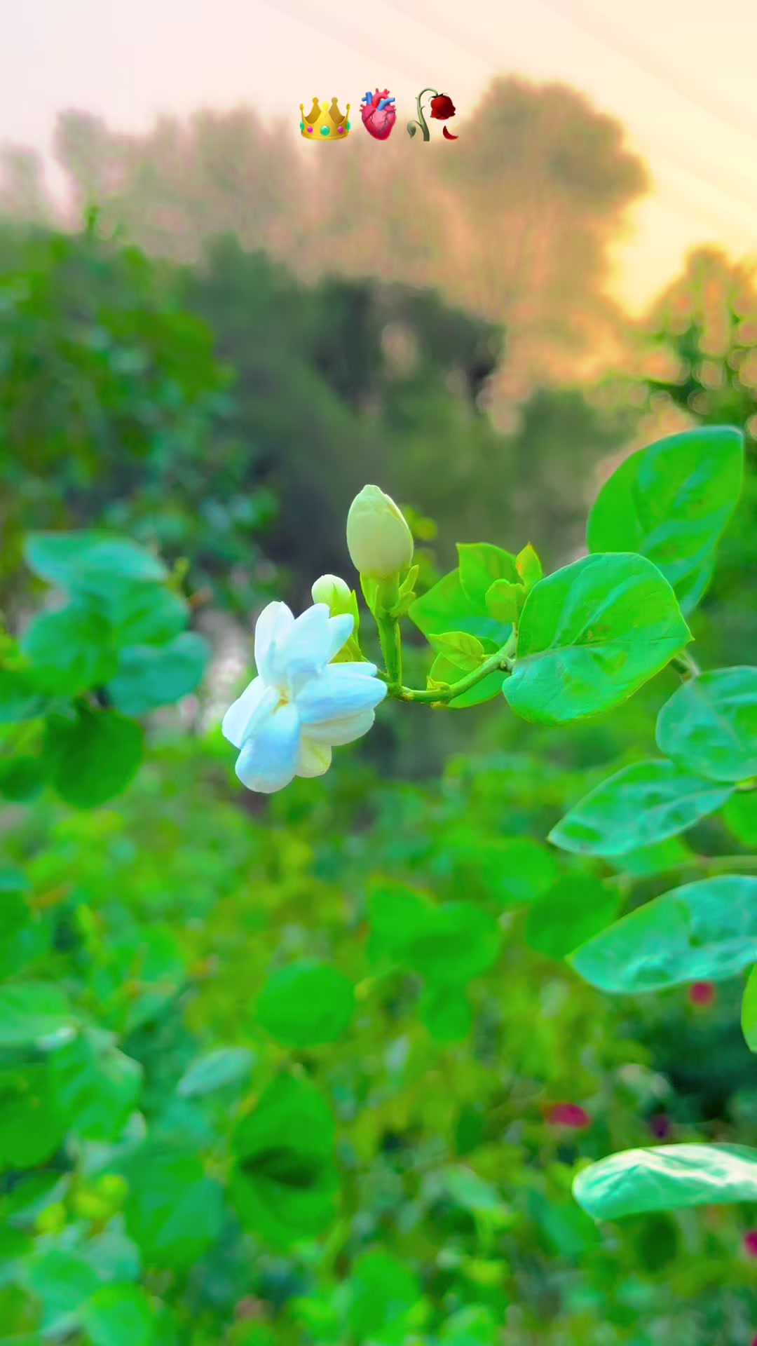 @پنجابی کلچر 🌾🍂