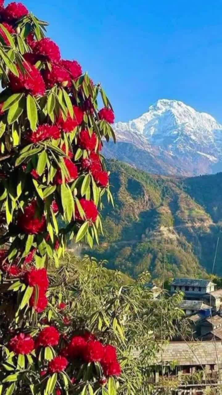 @Shanta_Poudel