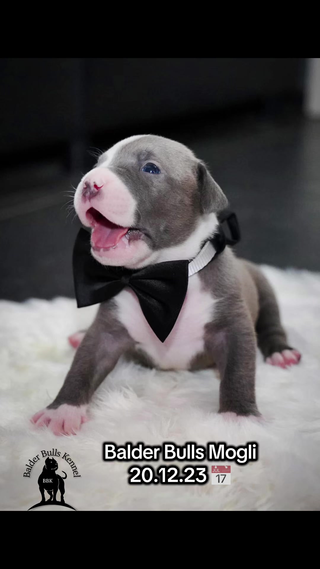 @Balder.Bulls.Kennel