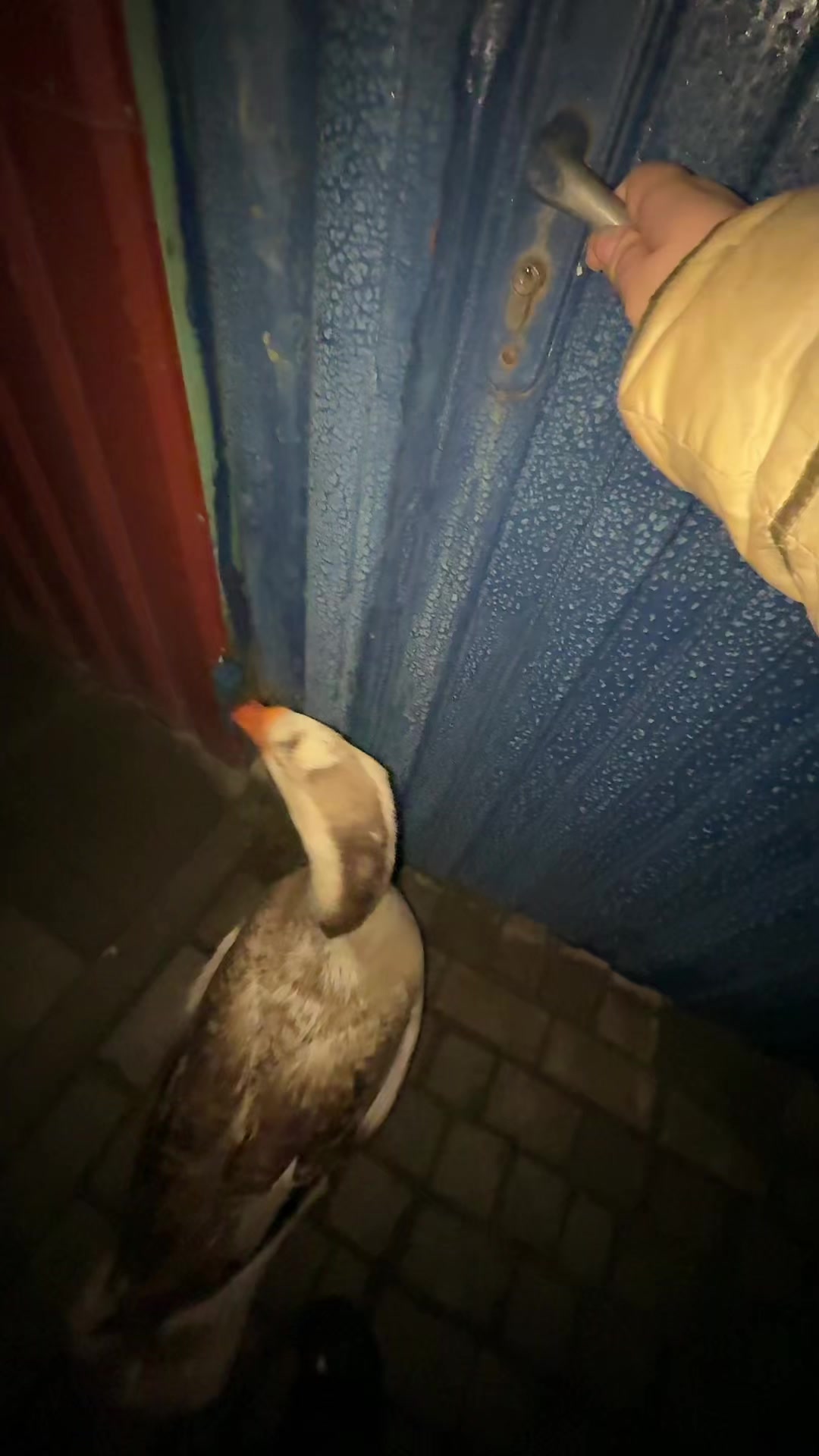 @goose_semyon