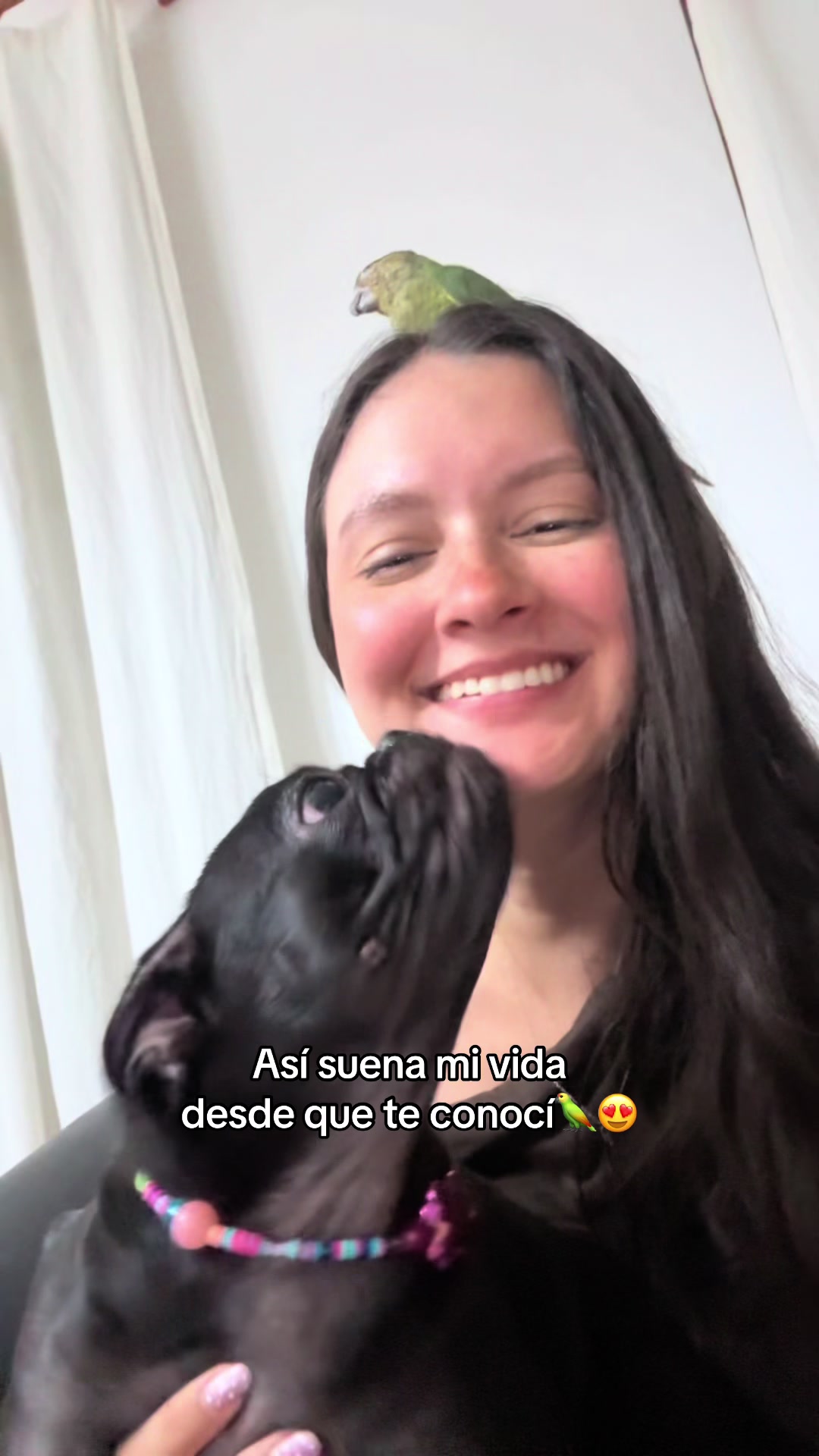 @BRUNNA PUG | PET LIFESTYLE 🐾