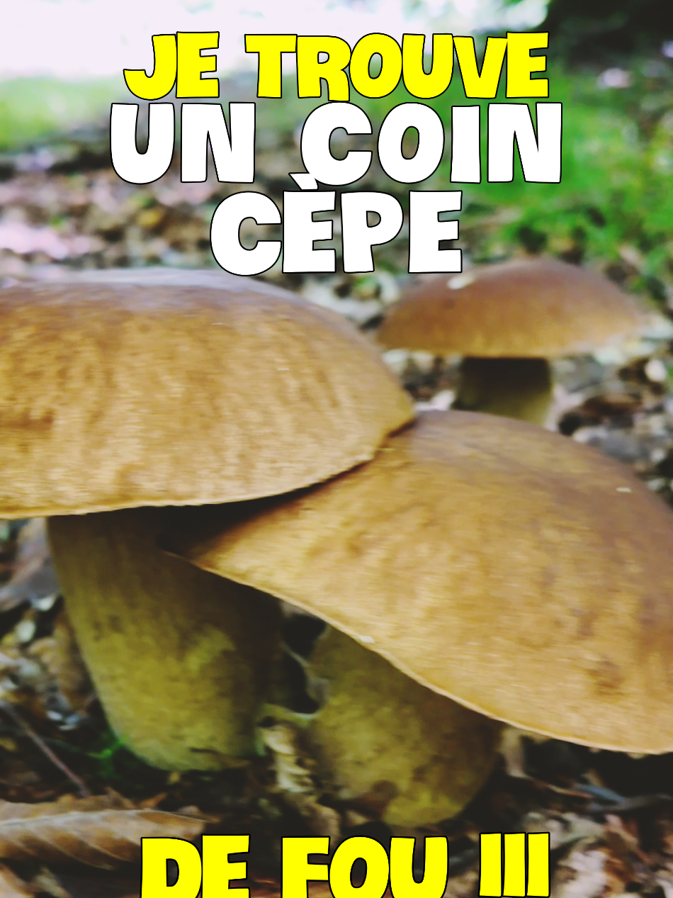 @Dan 🍄&zwj;🟫 Le Champologue