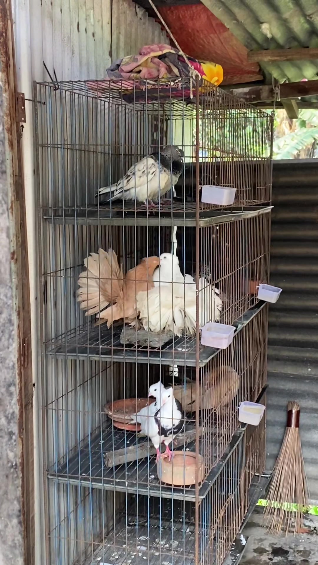 @Rayhan's Pets