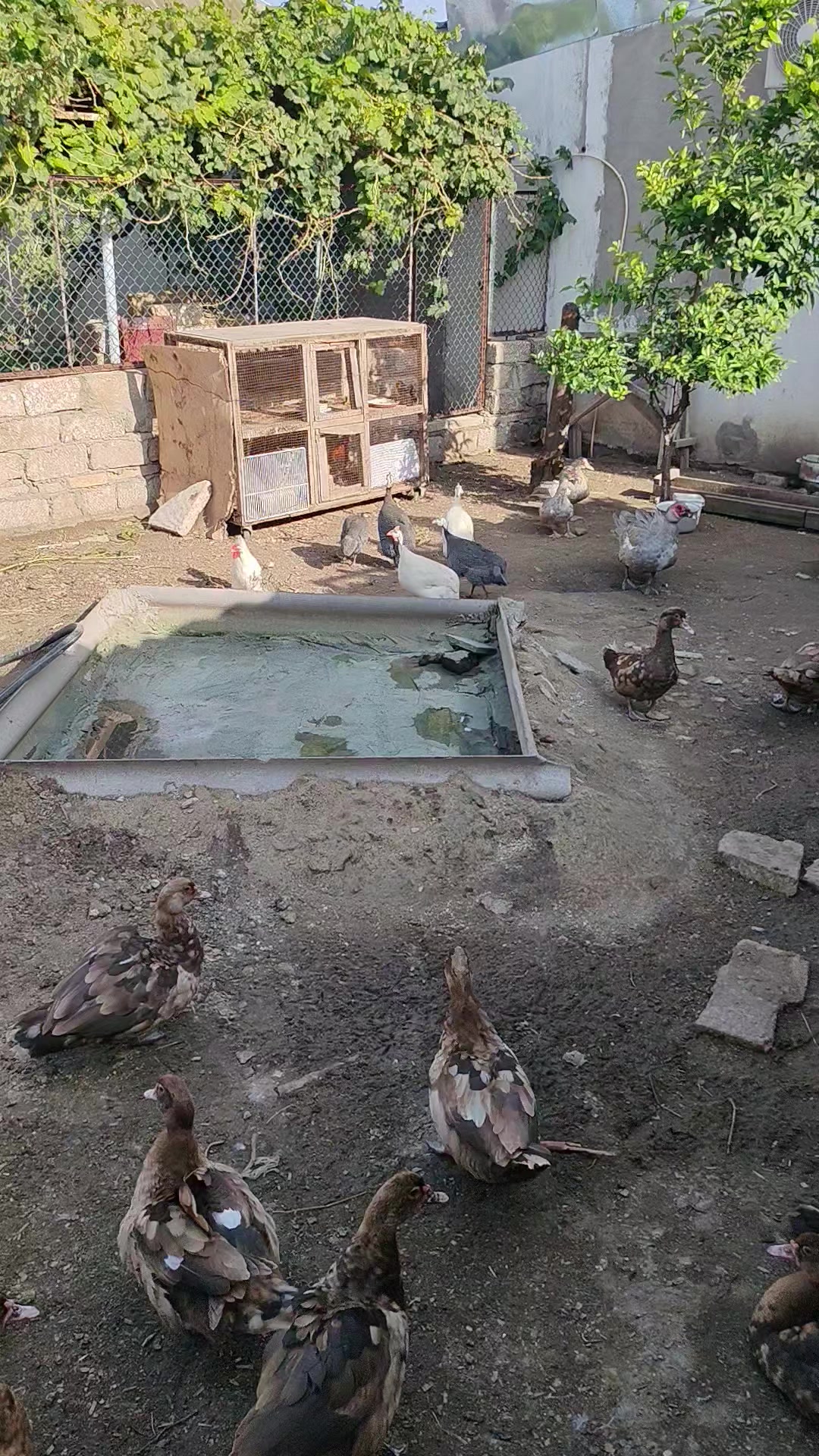 @MAŞTAĞA_QUŞCULUĞ