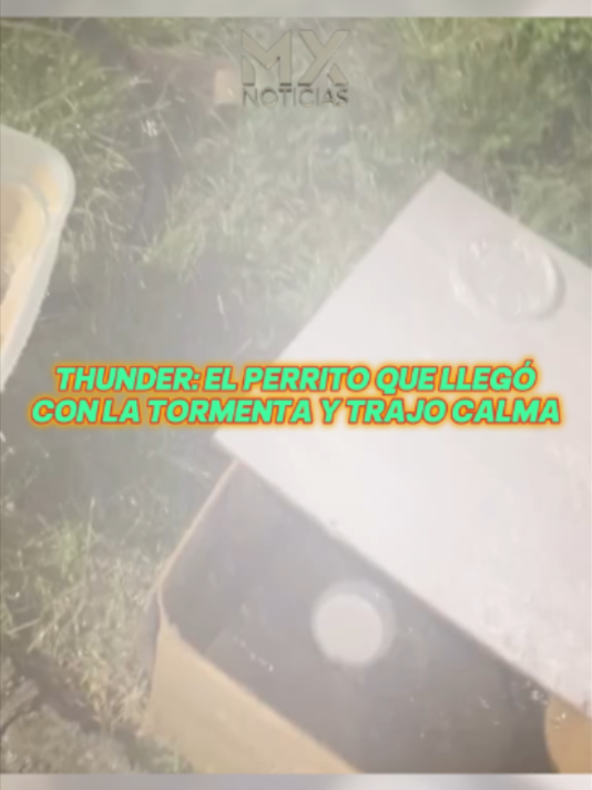 @MX