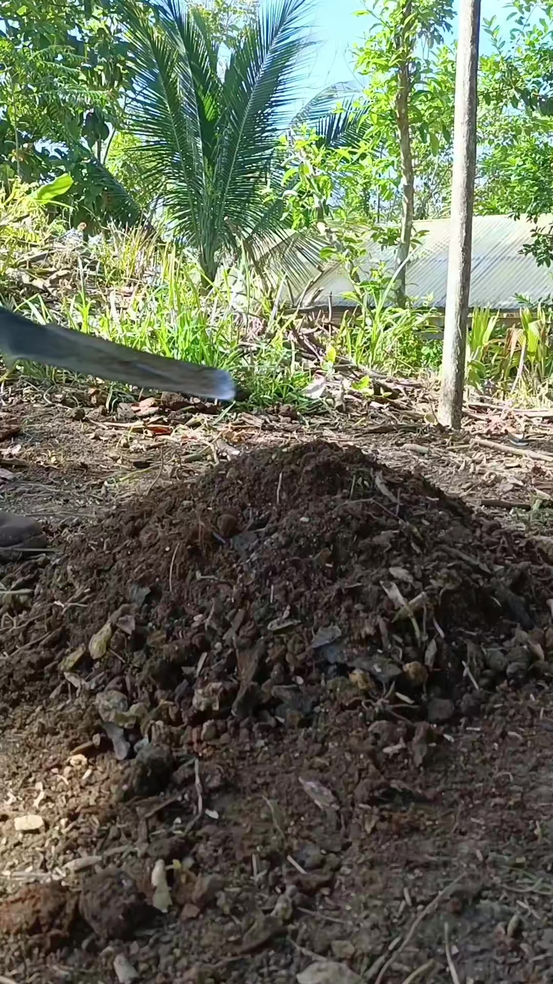 @Agricultura Banano y Plátano