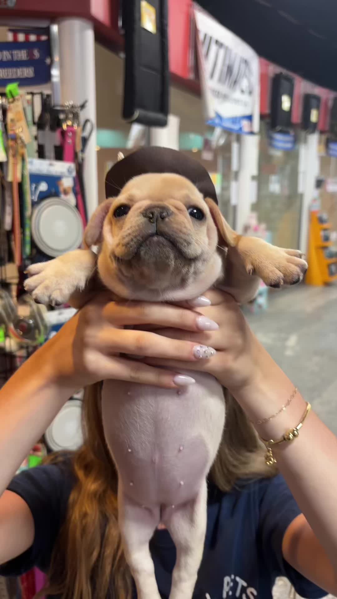 @All Pets Club