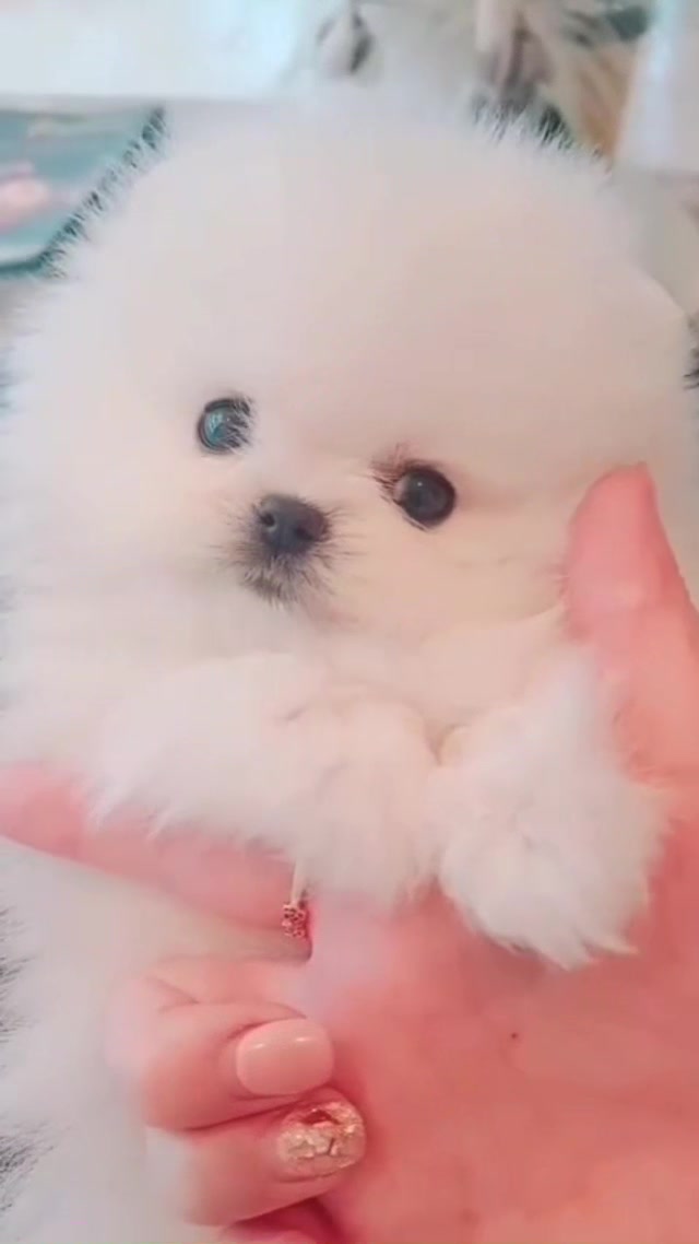 @Teacup puppies