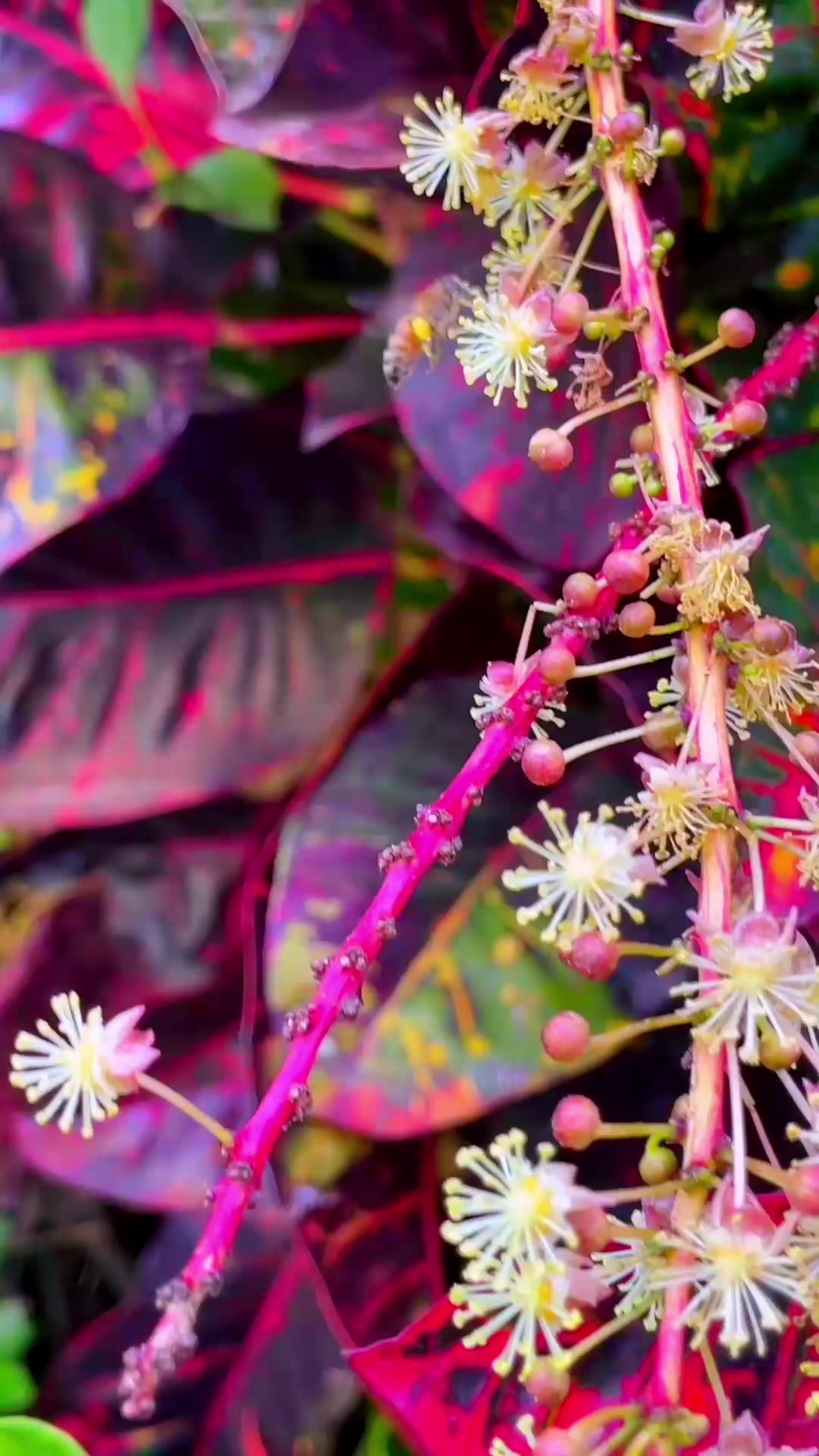 @Fernanda ✨️