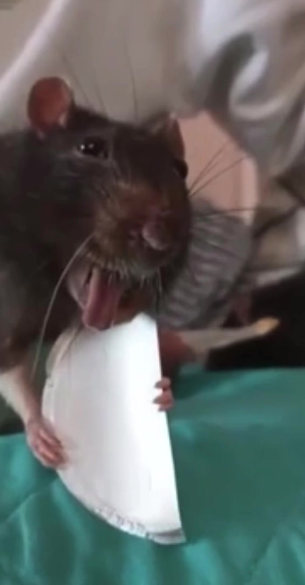@Gargamel L'Féroce 🐀✨
