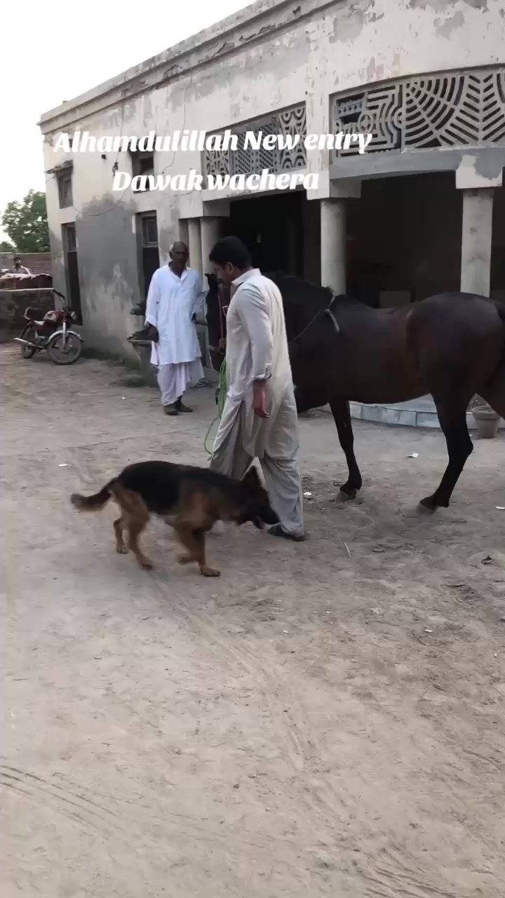 @احمد گل نمبر دار