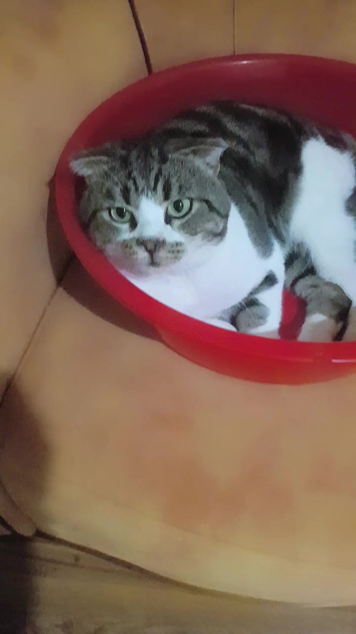 @💞S̴E̴V̴D̴A̴ ̴💞KEDİ💞