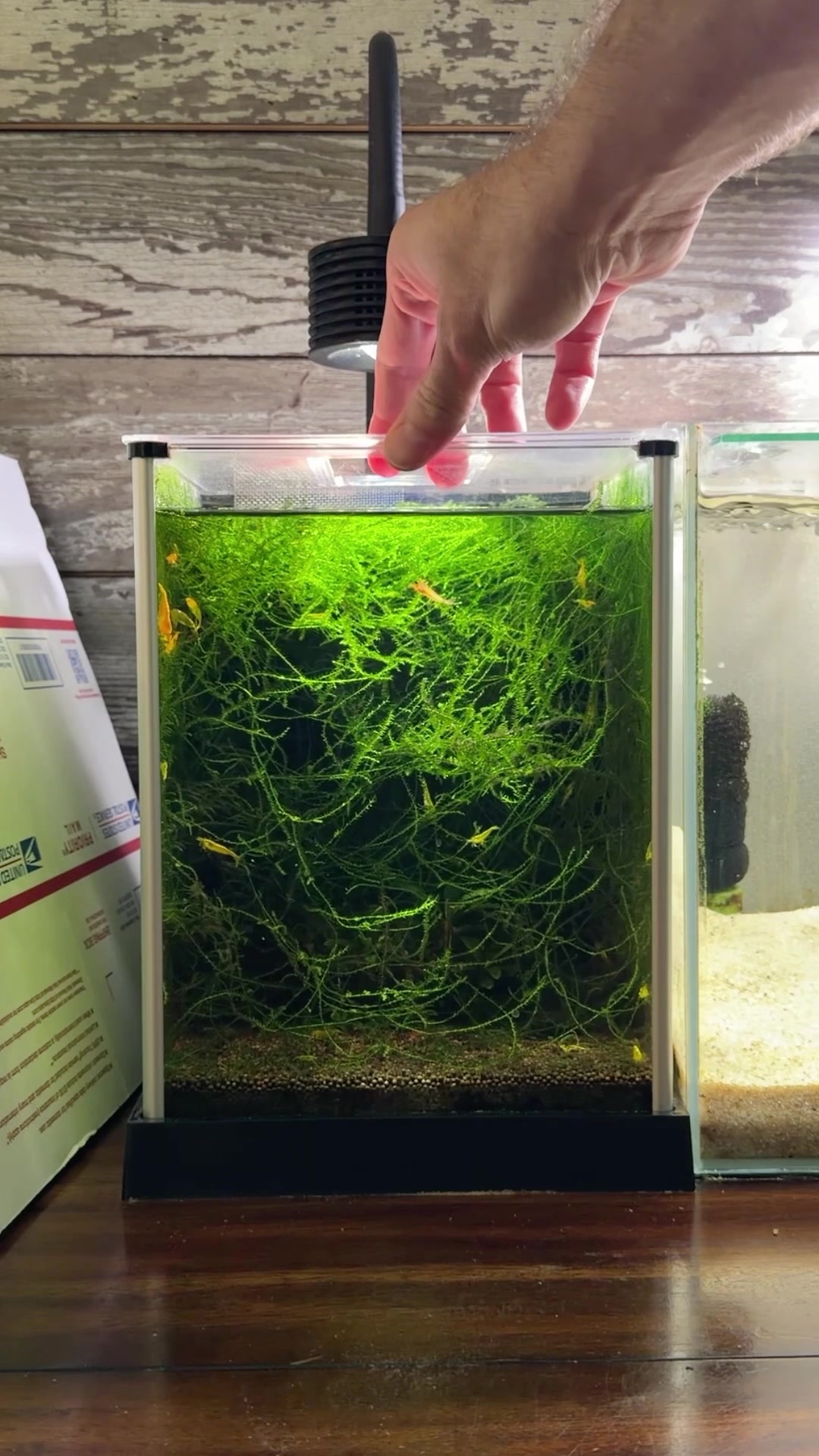 @Daku Aquatics