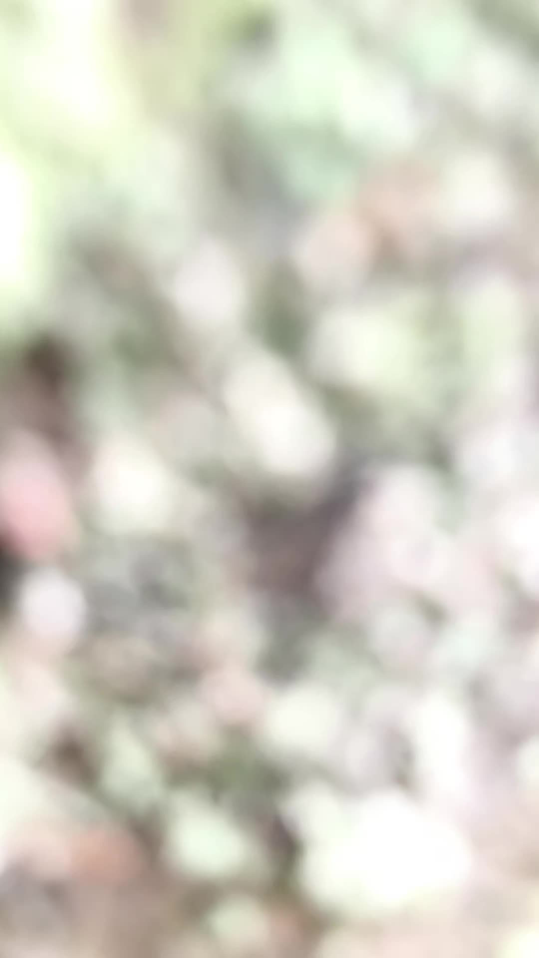 @ɪᴠᴀɴ | ᴀɢʀᴏ🫡