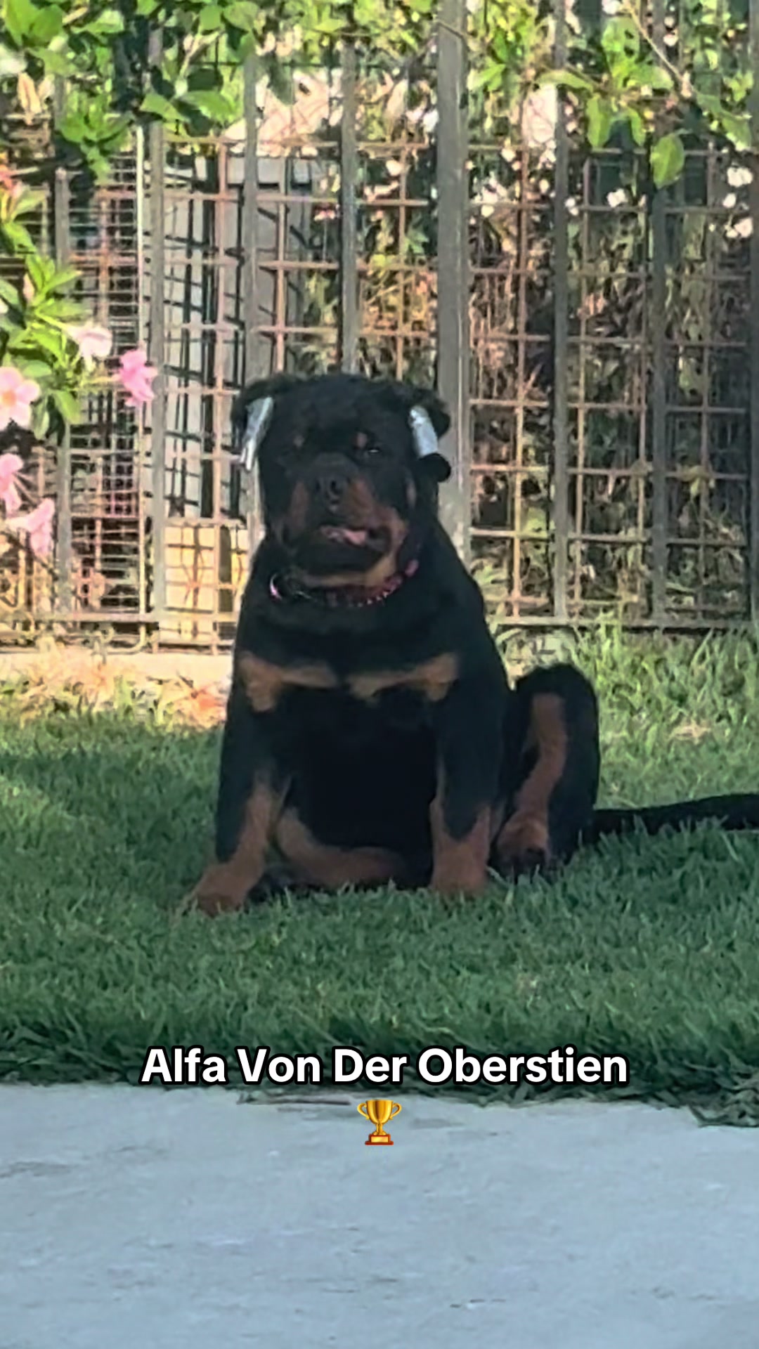 @King Rottweilers Kennel