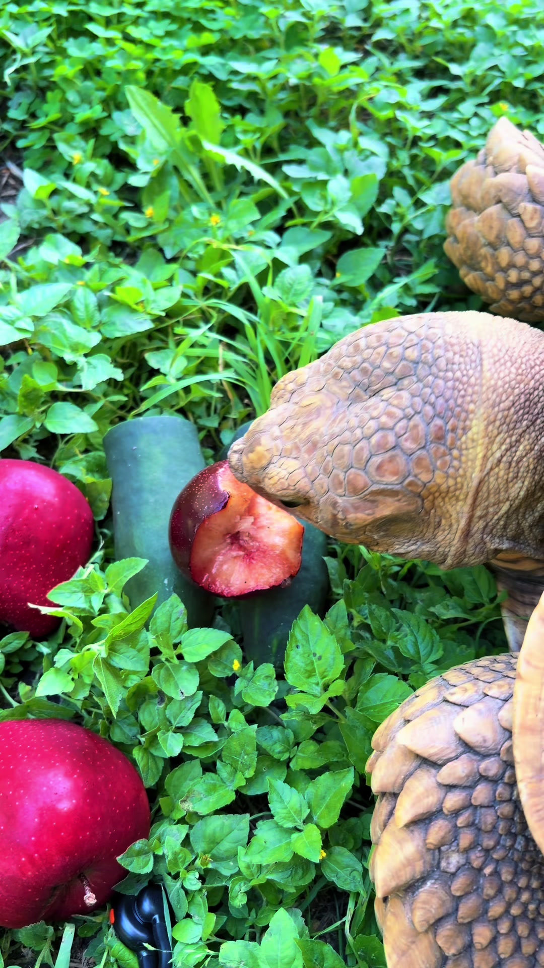 @OtisTheTortoise
