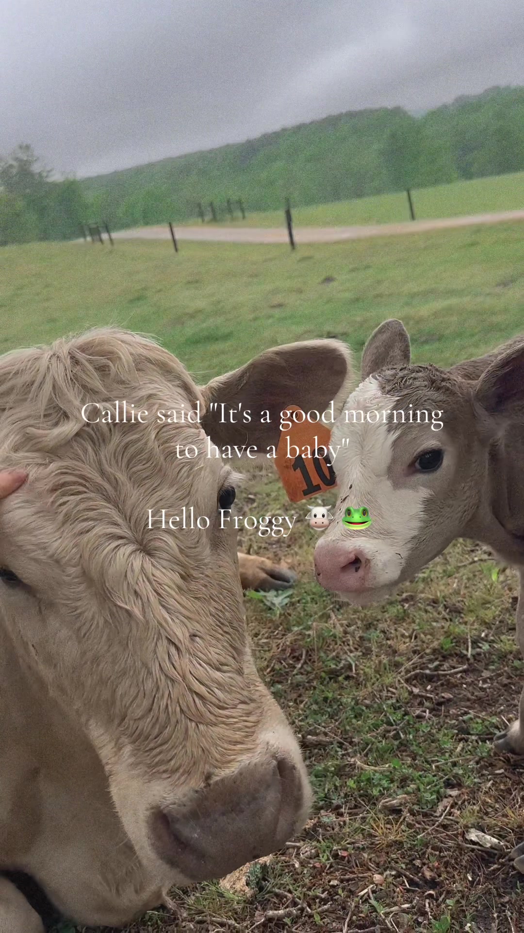 @Heavenly_Homestead