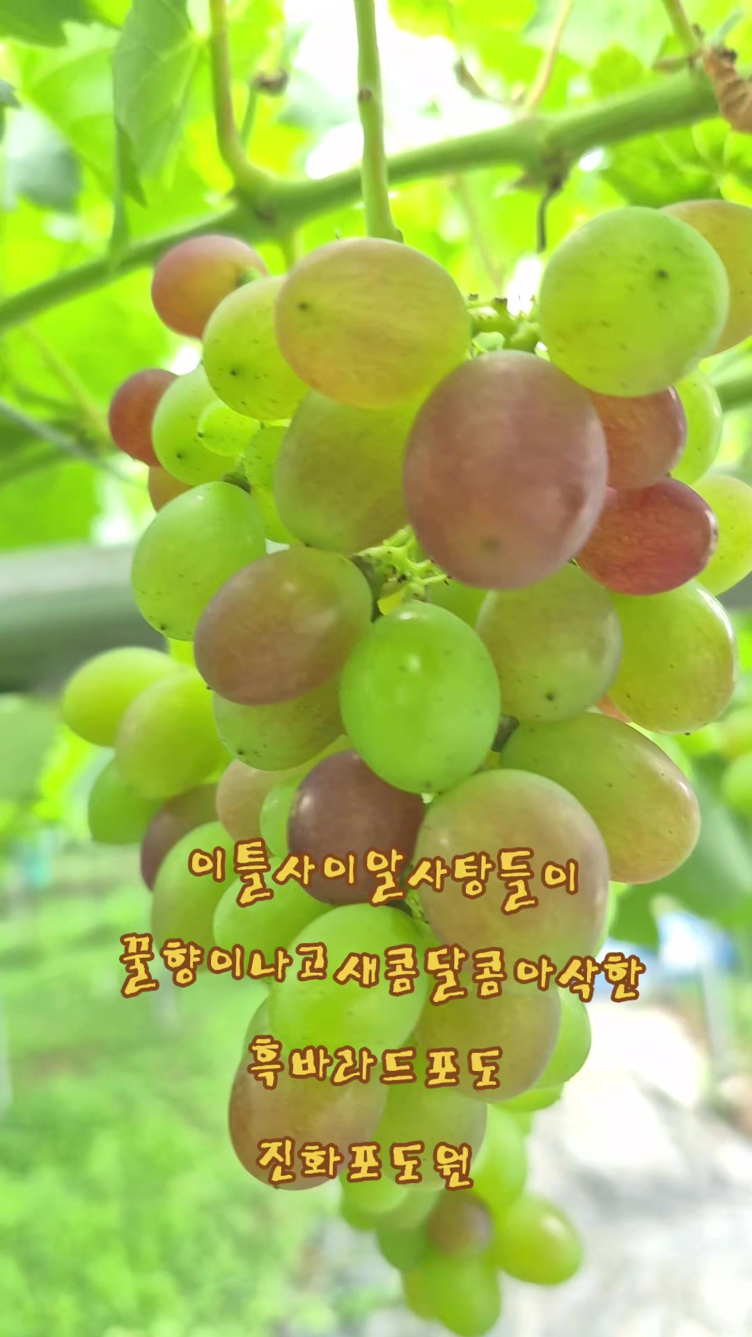 @진화포도원