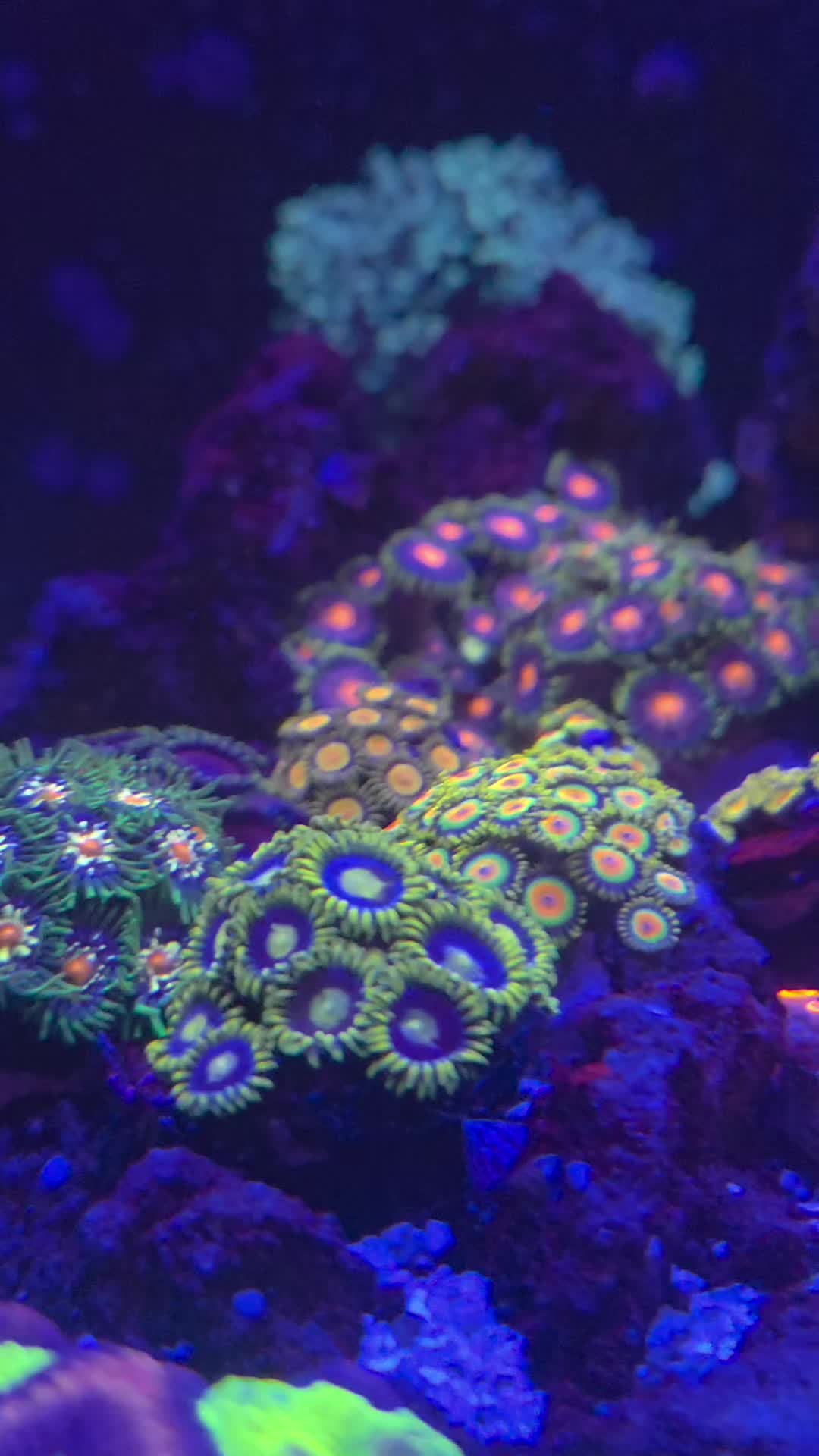 @Jays reef