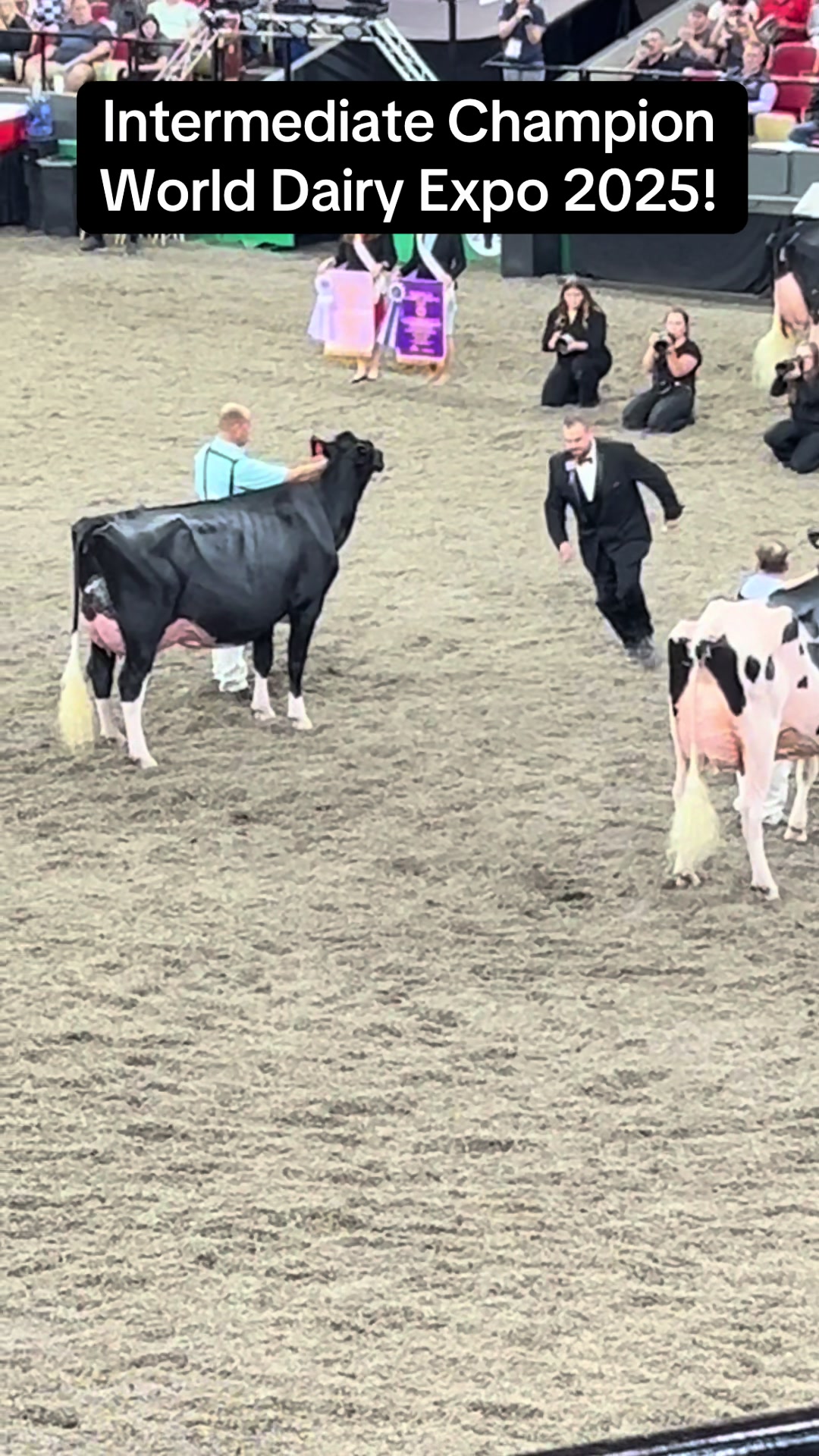 @Venture Holsteins