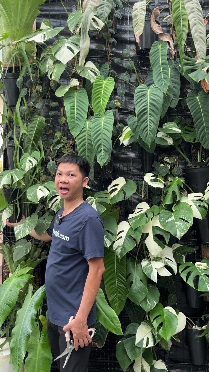 @Huy Kiểng L&aacute;