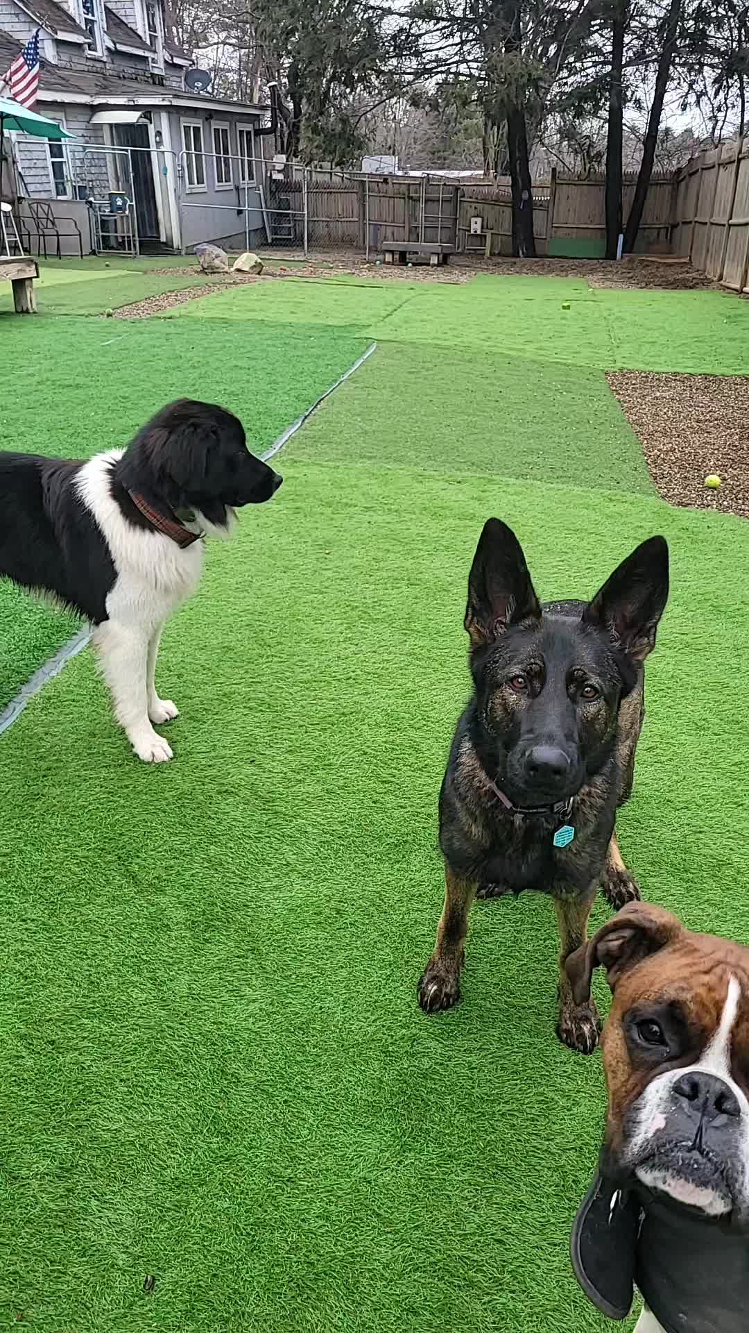 @Magicdogland.com