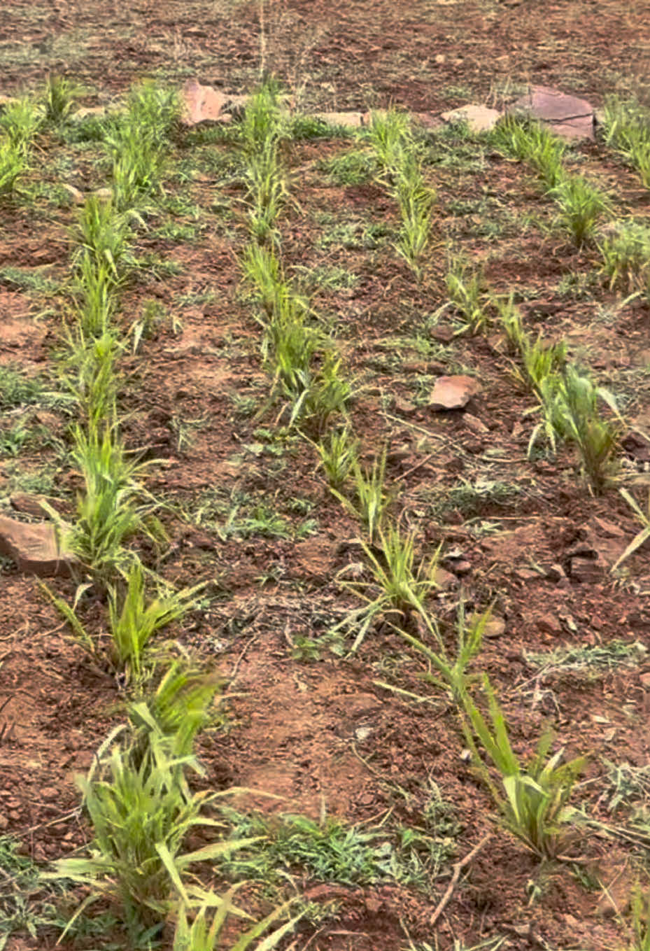 @Sambla Farming